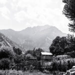 greyscale photography of trees beside hut 3103378