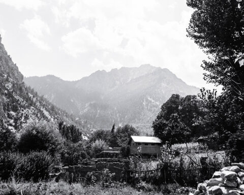 greyscale photography of trees beside hut 3103378