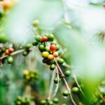 h gerson cifuentes w1vqcpcnshk unsplash