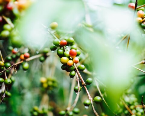 h gerson cifuentes w1vqcpcnshk unsplash