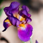 h quino al p7hvp60wqvo unsplash