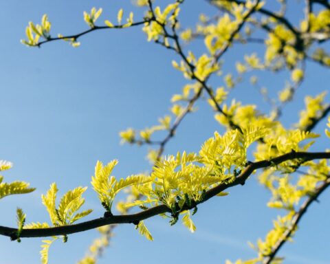 h yellow 5219524 1920